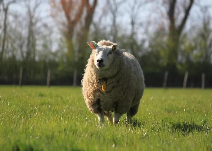 By Wadden Sea With Sunny Garden Hippolytushoef
