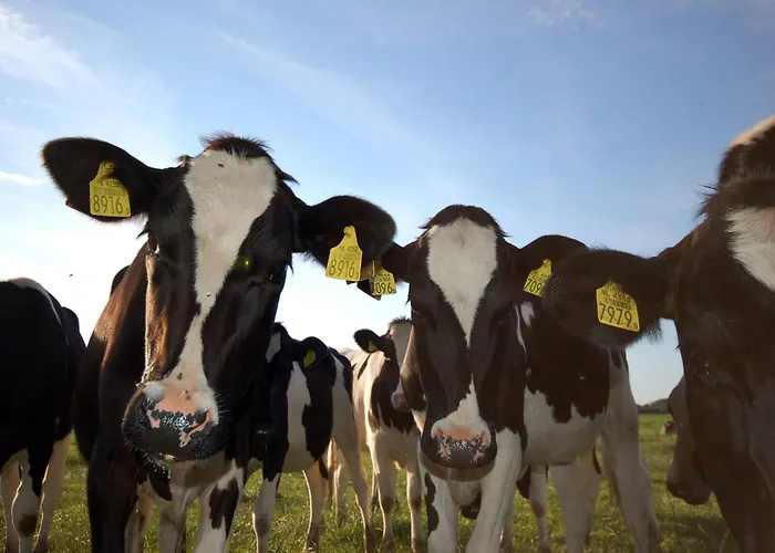 Chalet By Wadden Sea With Sunny Garden