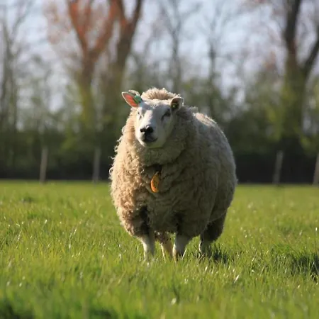 By Wadden Sea With Sunny Garden Hippolytushoef