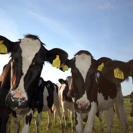 Alpehytte By Wadden Sea With Sunny Garden